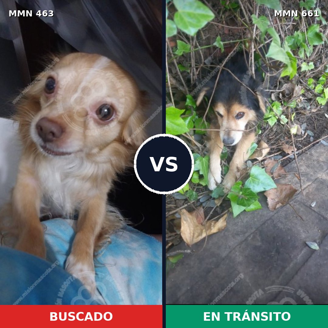 Comparativa MMS 8223: mascota perdida y mascota encontrada, 48% de similitud