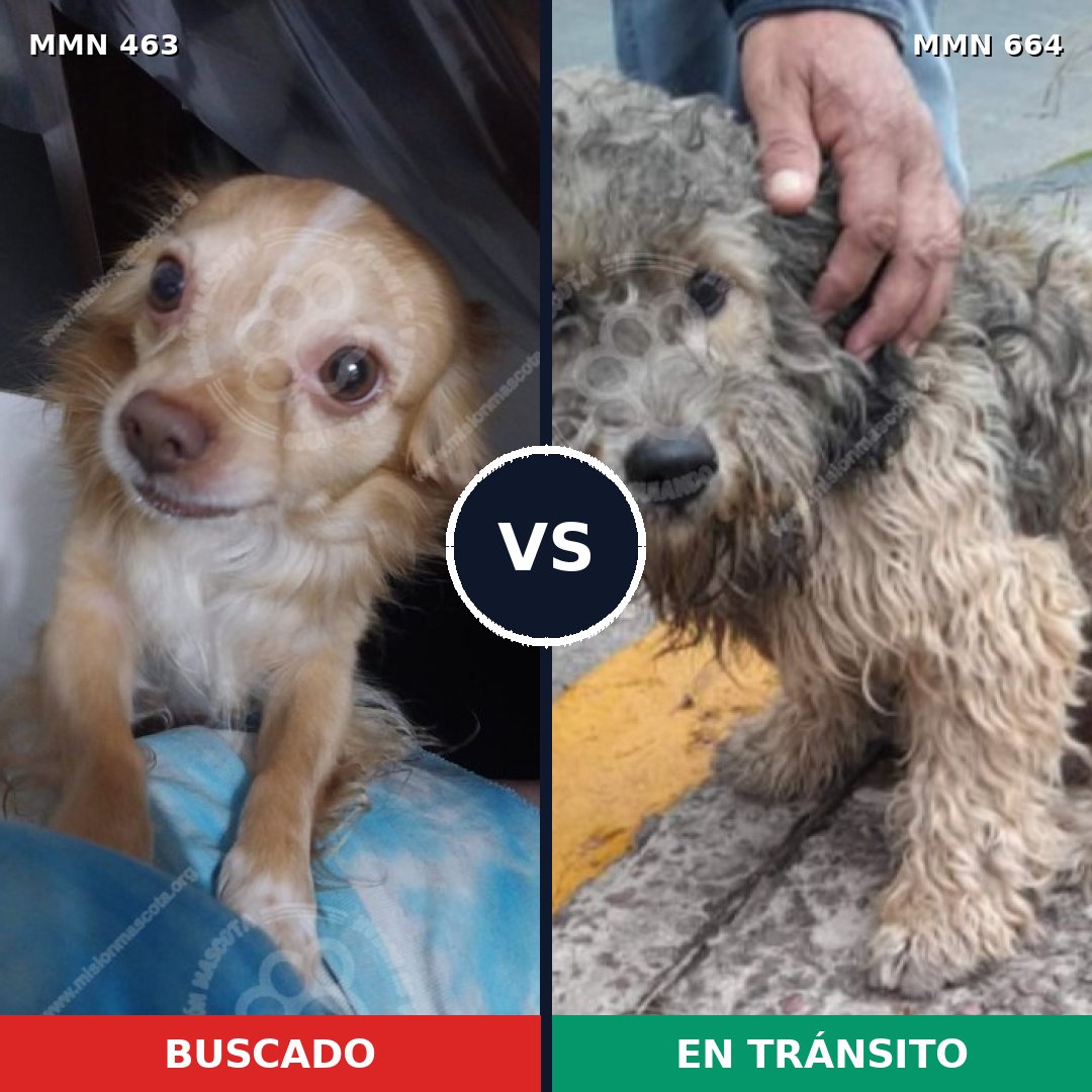 Comparativa MMS 8224: mascota perdida y mascota encontrada, 30% de similitud