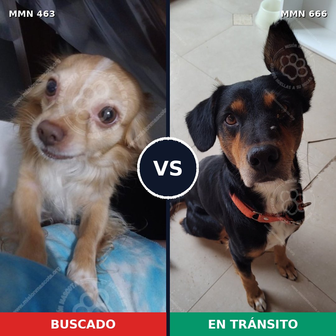 Comparativa MMS 8225: mascota perdida y mascota encontrada, 26% de similitud