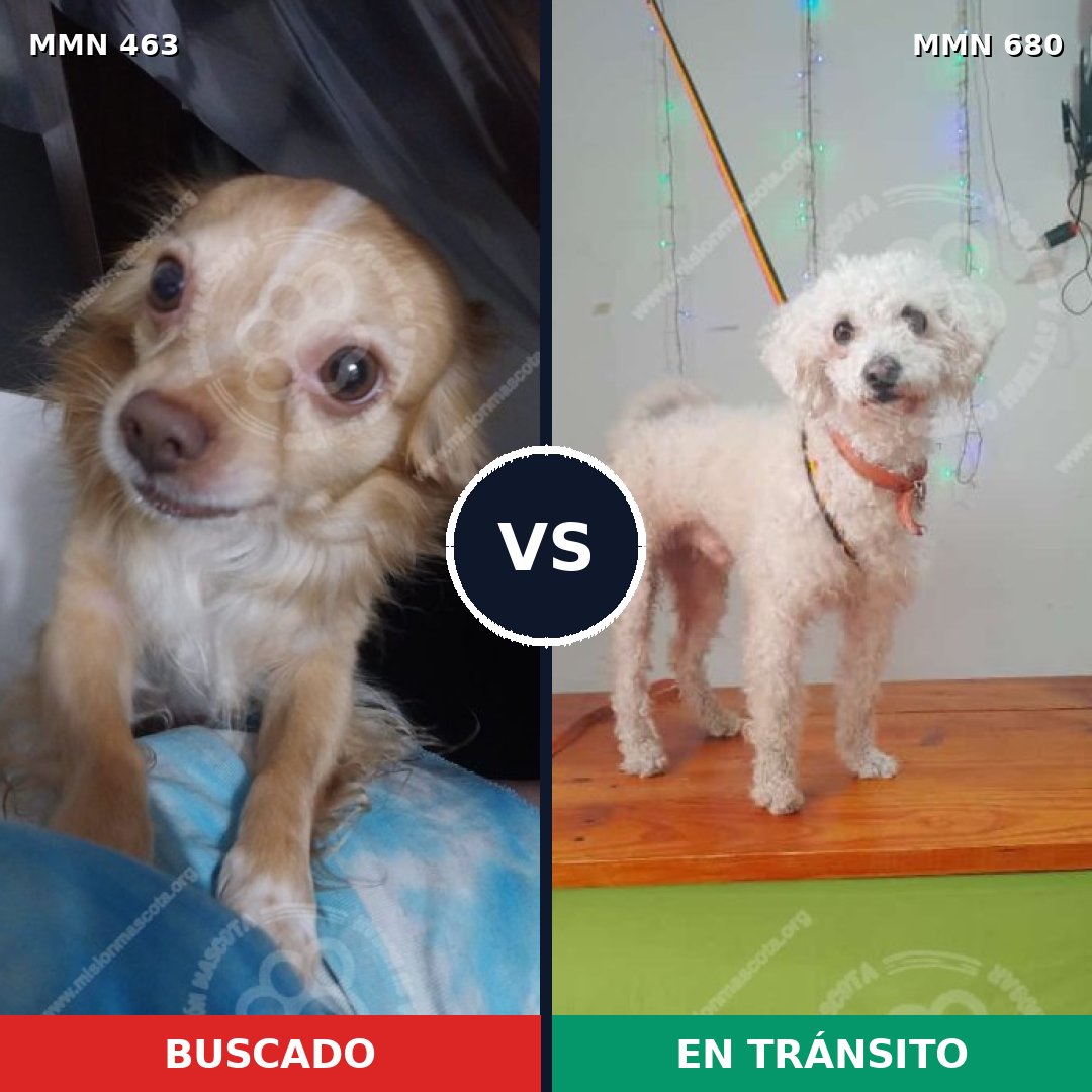 Comparativa MMS 8227: mascota perdida y mascota encontrada, 95% de similitud