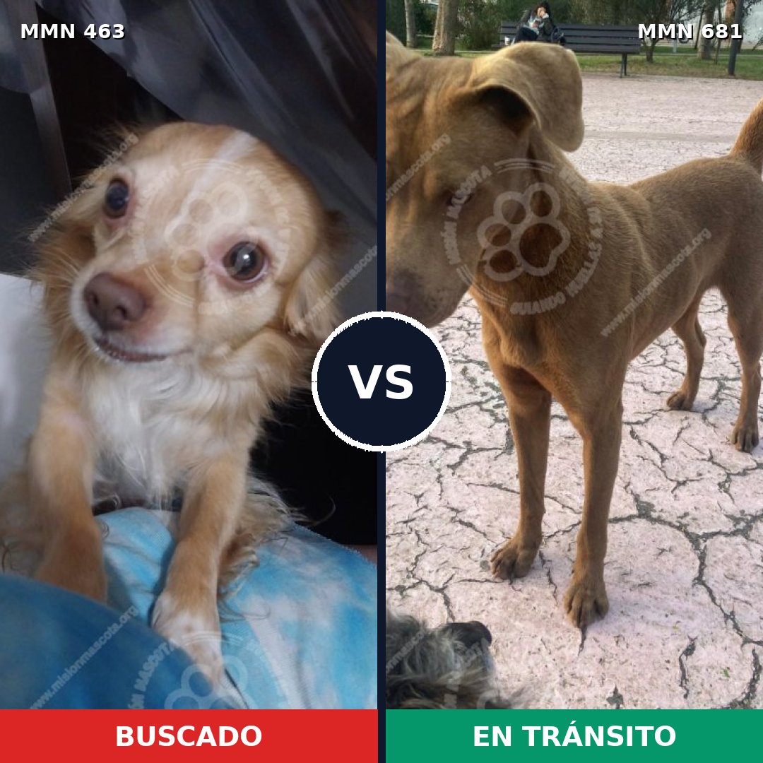 Comparativa MMS 8228: mascota perdida y mascota encontrada, 14% de similitud