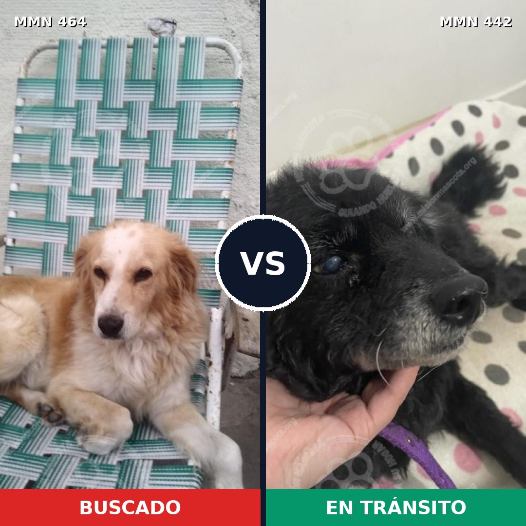 Comparativa MMS 8231: mascota perdida y mascota encontrada, 57% de similitud