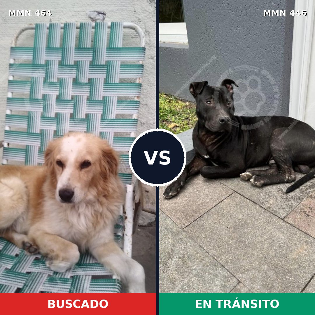 Comparativa MMS 8232: mascota perdida y mascota encontrada, 60% de similitud