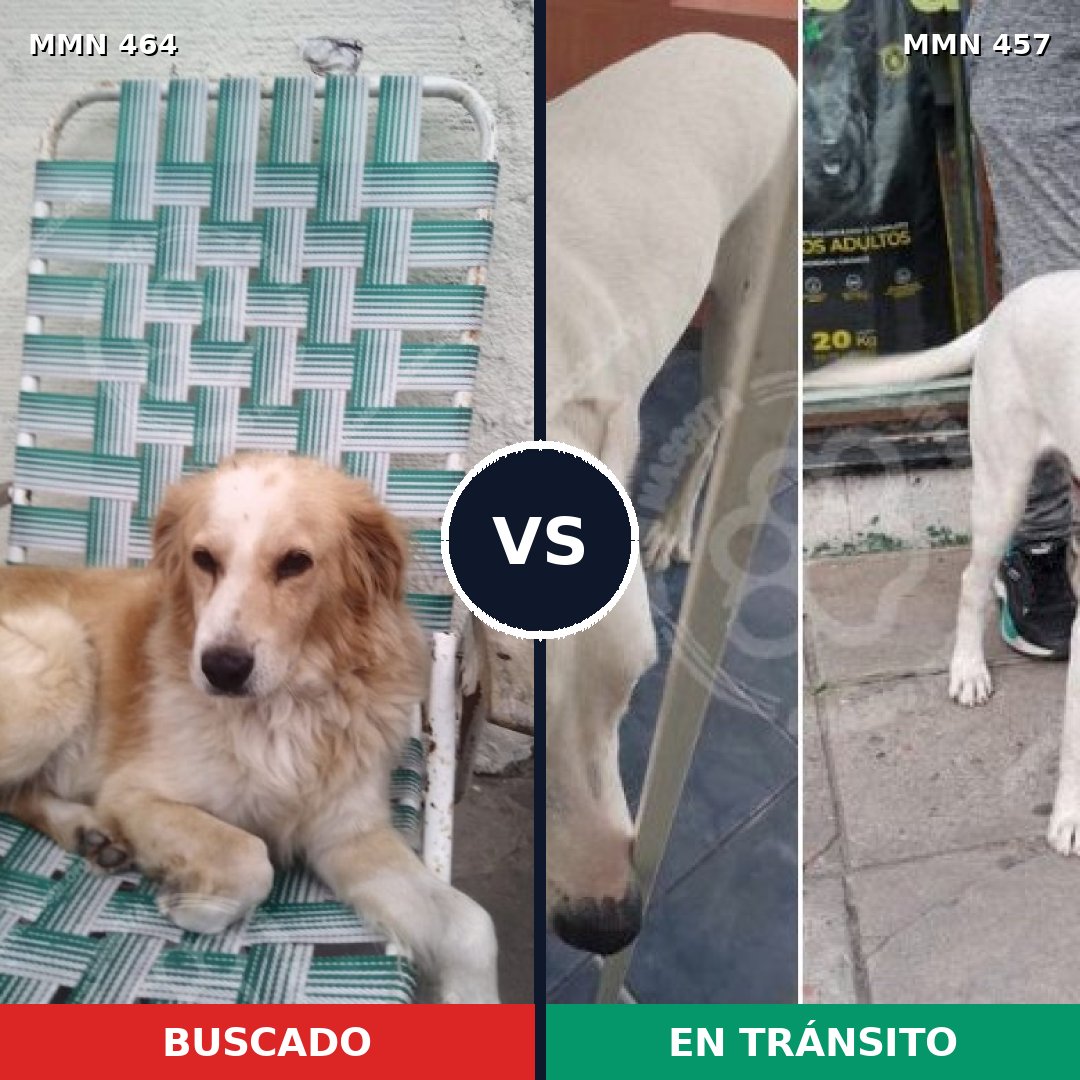 Comparativa MMS 8233: mascota perdida y mascota encontrada, 49% de similitud