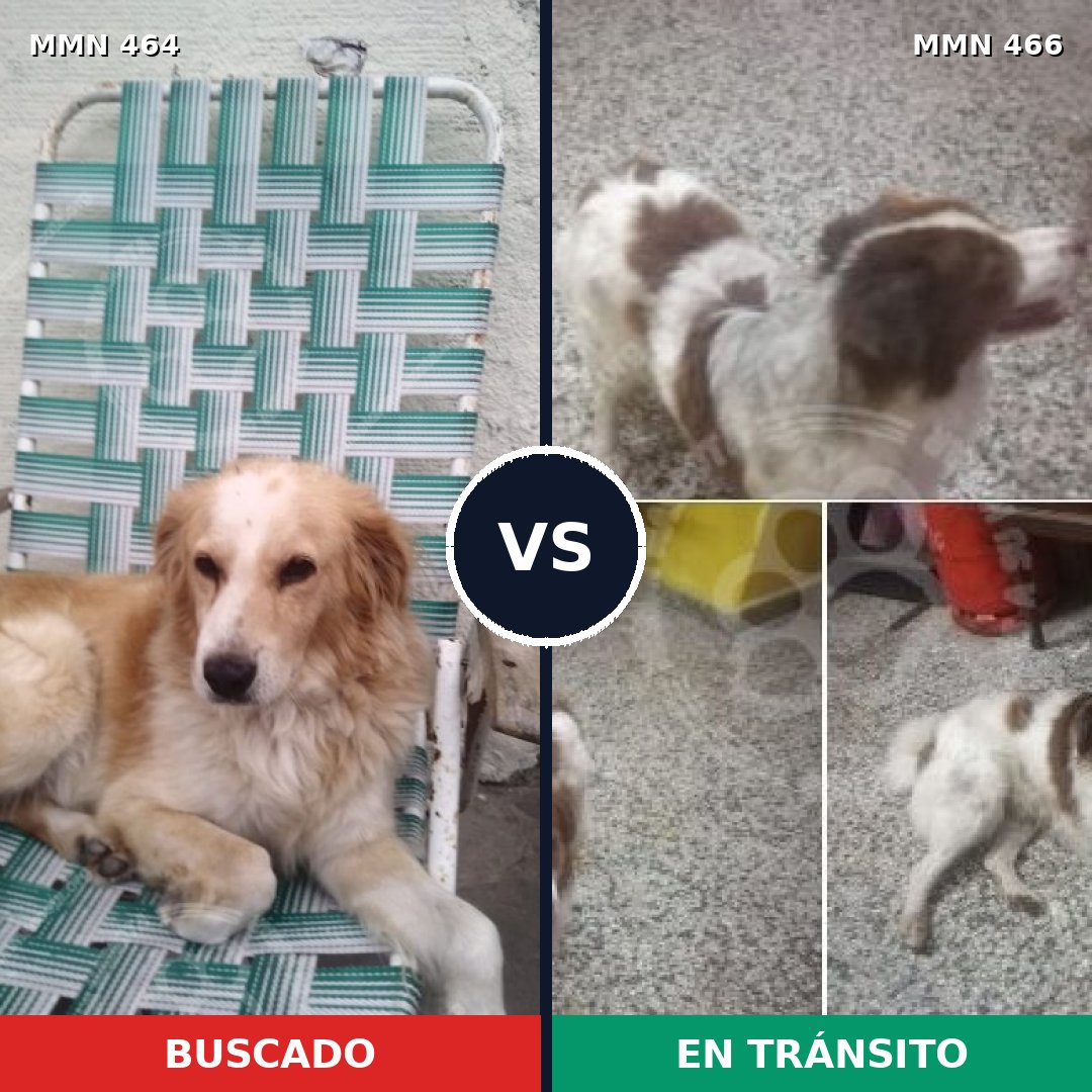 Comparativa MMS 8235: mascota perdida y mascota encontrada, 63% de similitud
