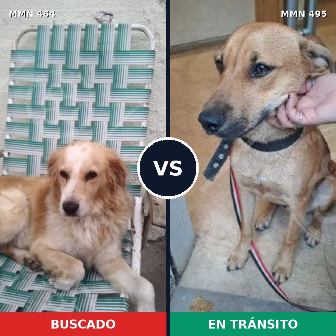 Comparativa MMS 8237: mascota perdida y mascota encontrada, 79% de similitud
