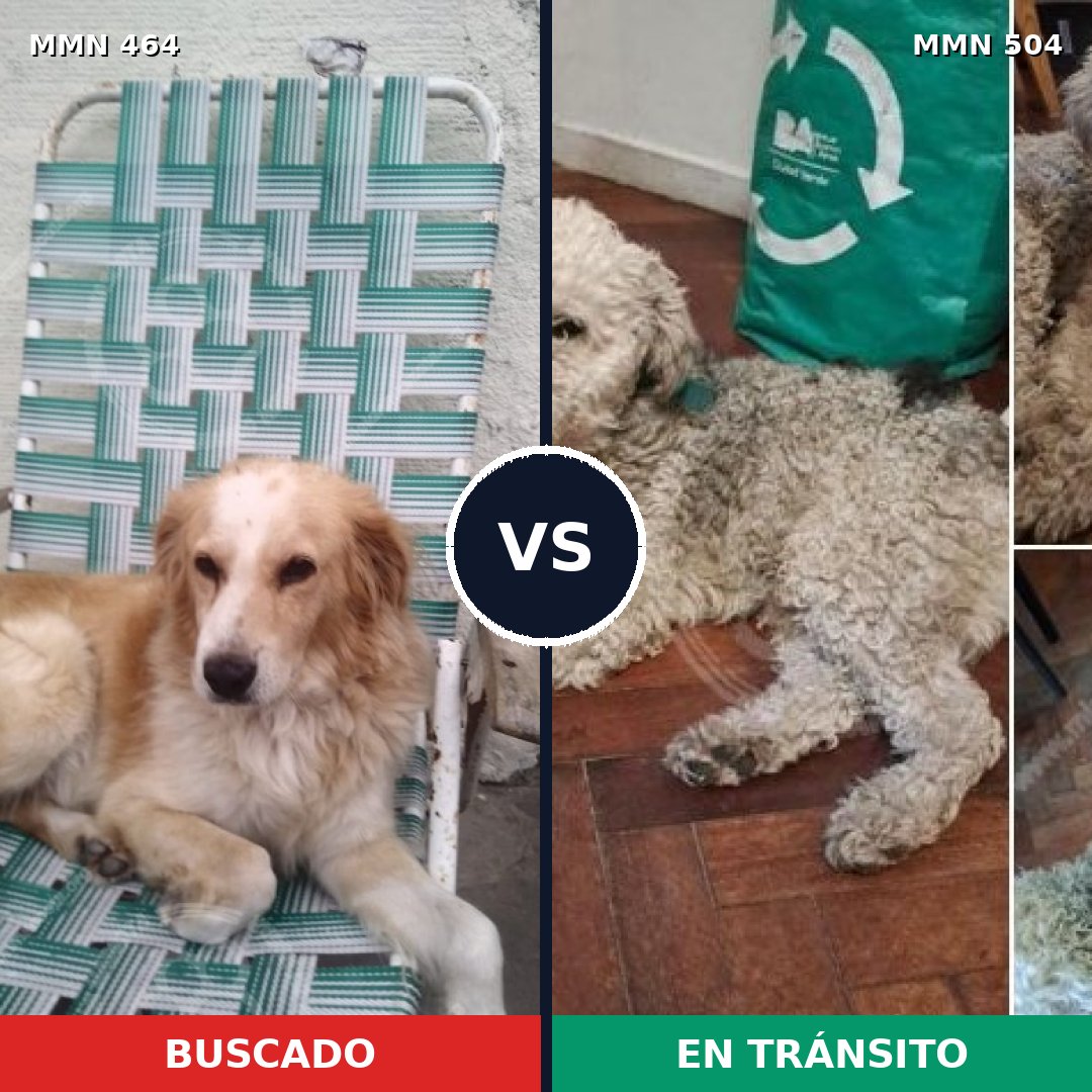 Comparativa MMS 8239: mascota perdida y mascota encontrada, 72% de similitud