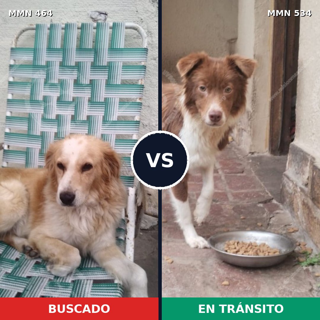 Comparativa MMS 8241: mascota perdida y mascota encontrada, 67% de similitud