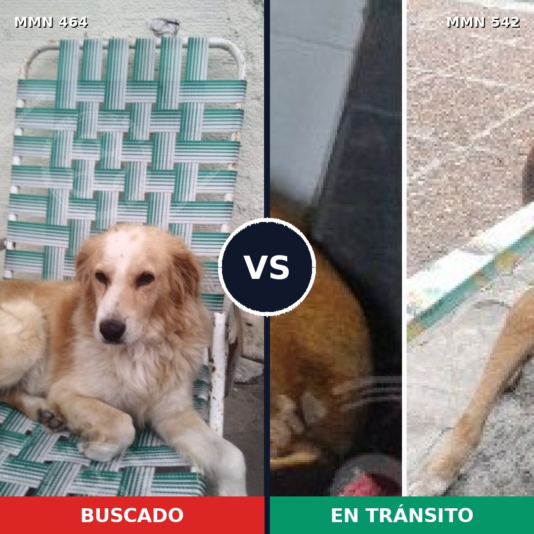 Comparativa MMS 8242: mascota perdida y mascota encontrada, 20% de similitud