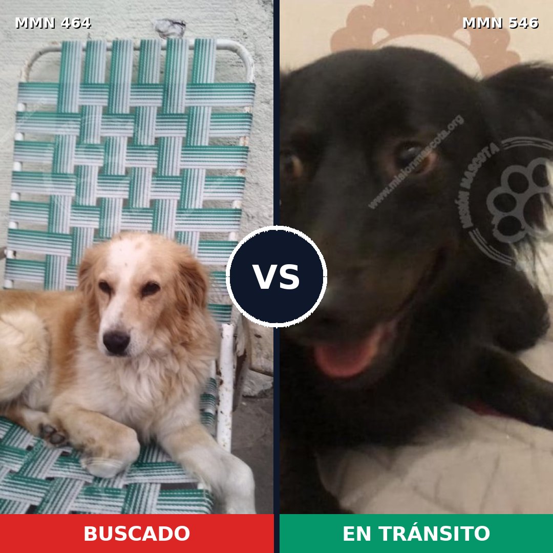 Comparativa MMS 8243: mascota perdida y mascota encontrada, 21% de similitud