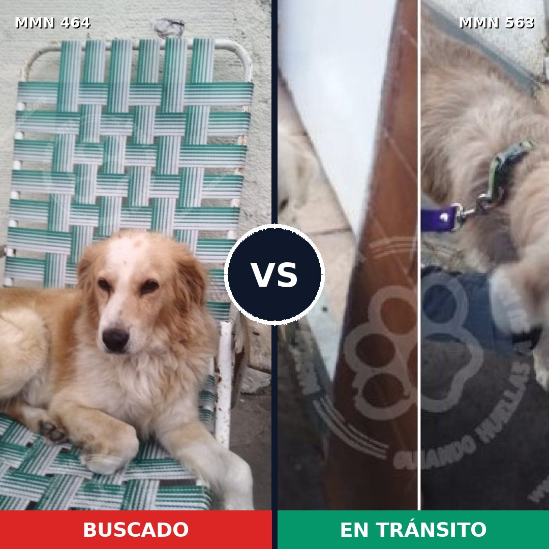 Comparativa MMS 8244: mascota perdida y mascota encontrada, 75% de similitud