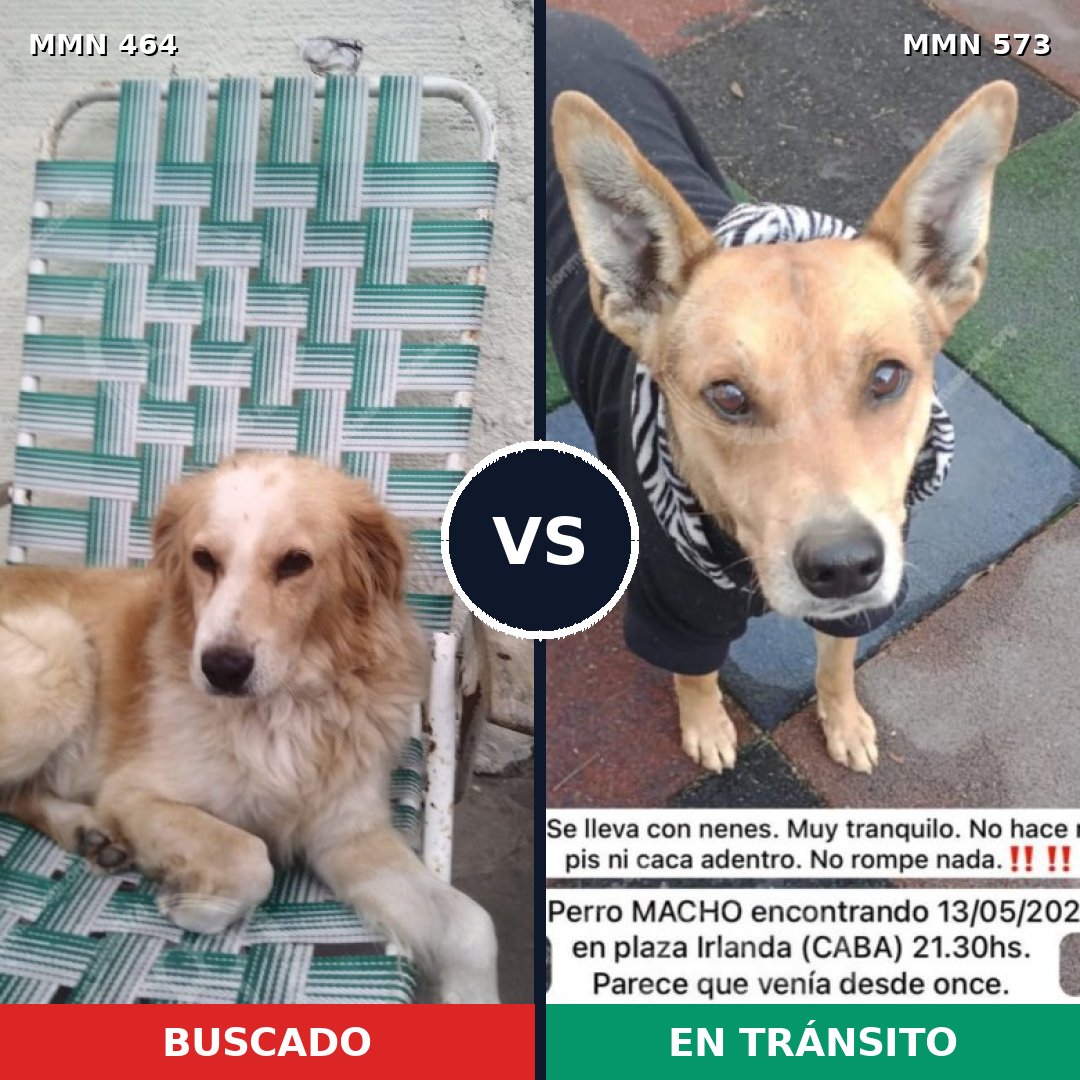Comparativa MMS 8245: mascota perdida y mascota encontrada, 76% de similitud