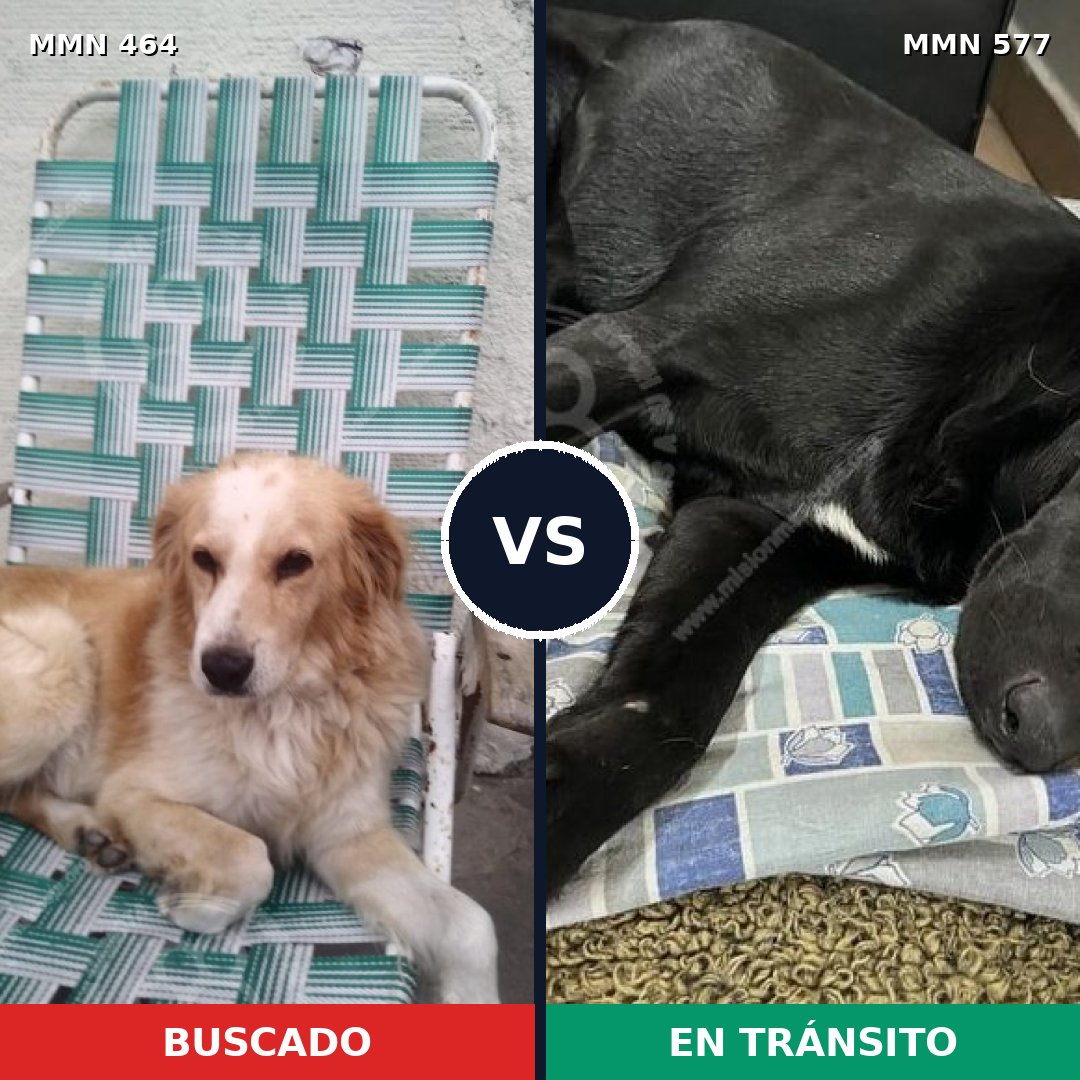 Comparativa MMS 8246: mascota perdida y mascota encontrada, 55% de similitud