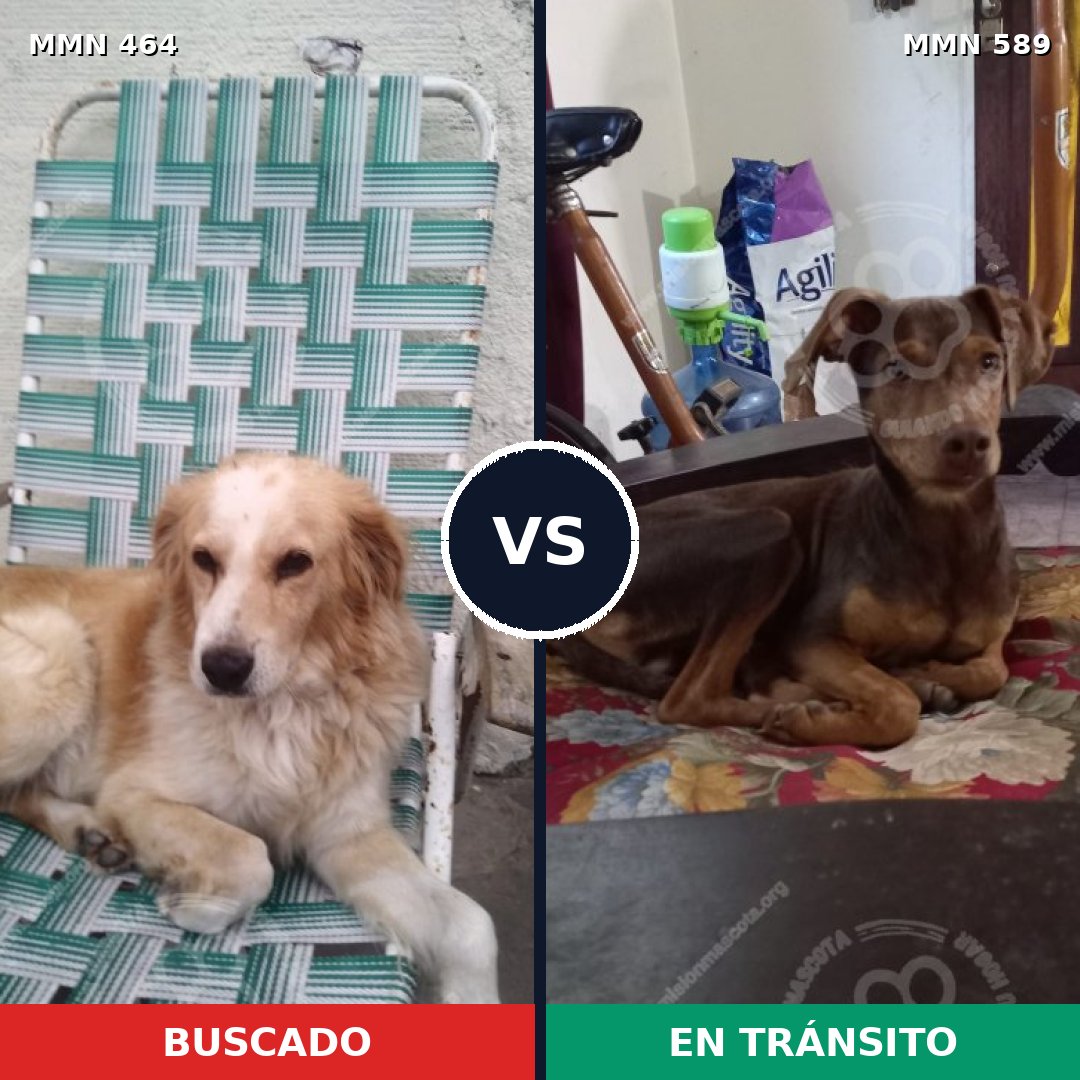 Comparativa MMS 8248: mascota perdida y mascota encontrada, 13% de similitud