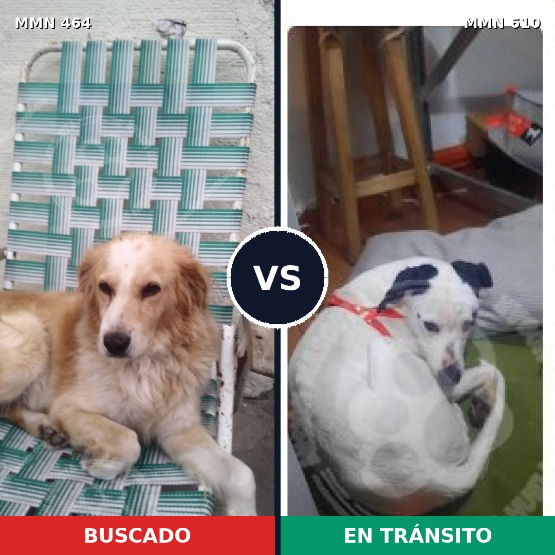 Comparativa MMS 8249: mascota perdida y mascota encontrada, 59% de similitud