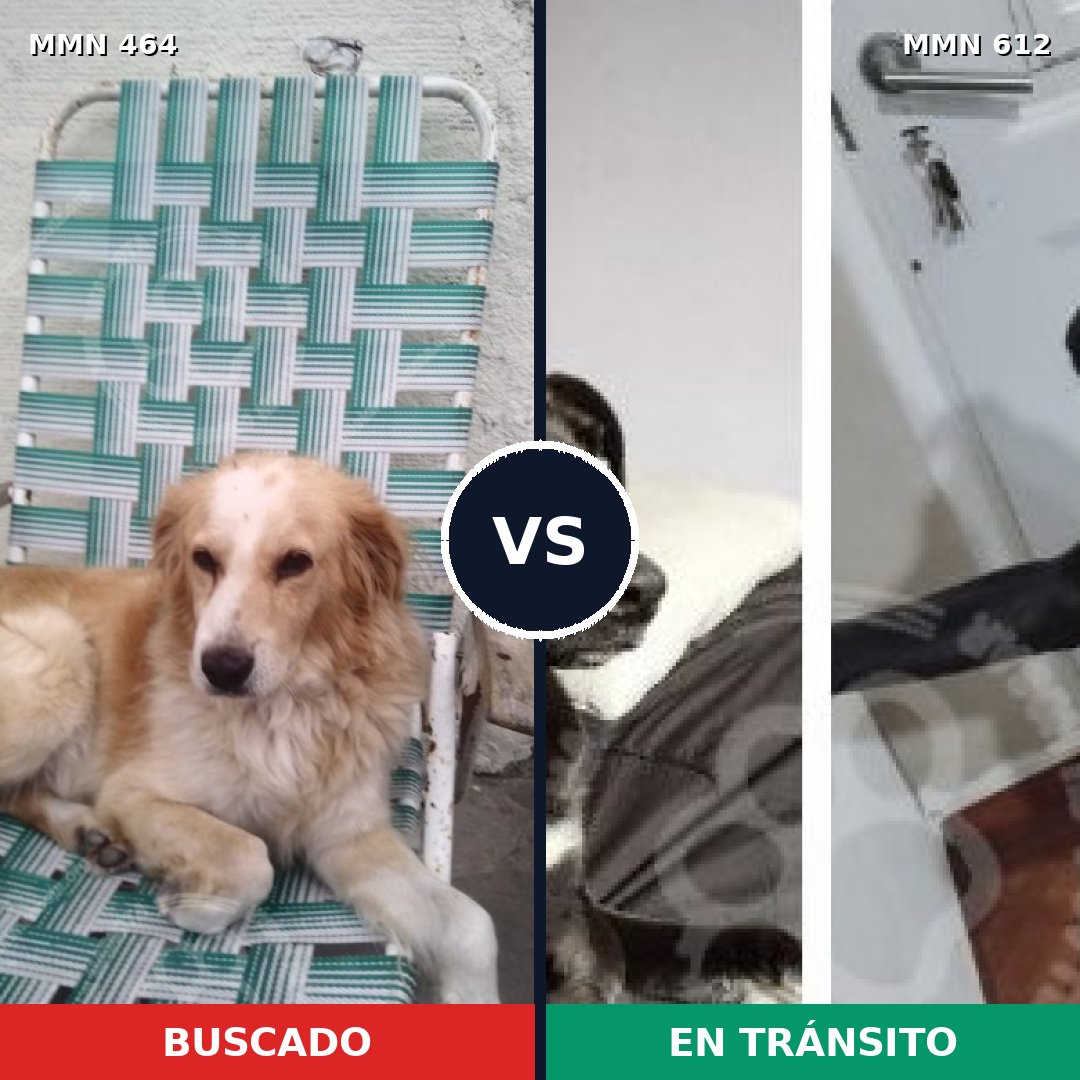 Comparativa MMS 8250: mascota perdida y mascota encontrada, 55% de similitud