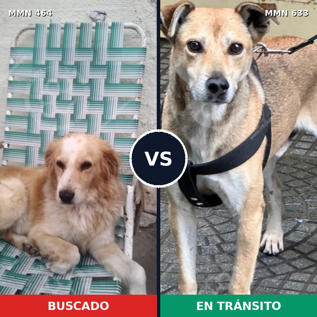 Comparativa MMS 8251: mascota perdida y mascota encontrada, 76% de similitud