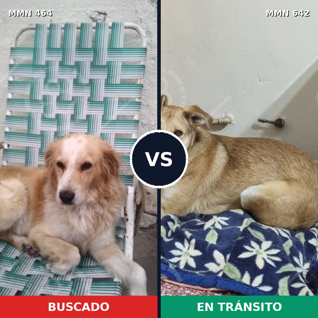Comparativa MMS 8252: mascota perdida y mascota encontrada, 31% de similitud