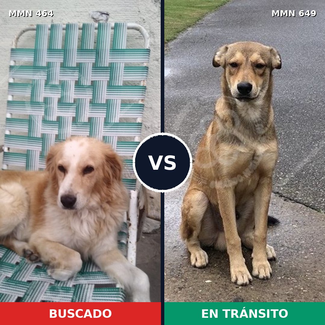 Comparativa MMS 8253: mascota perdida y mascota encontrada, 33% de similitud