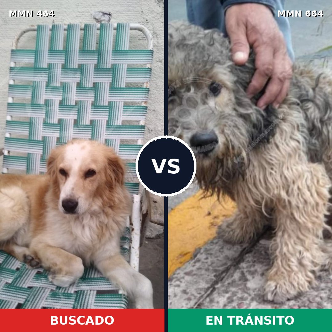 Comparativa MMS 8255: mascota perdida y mascota encontrada, 77% de similitud