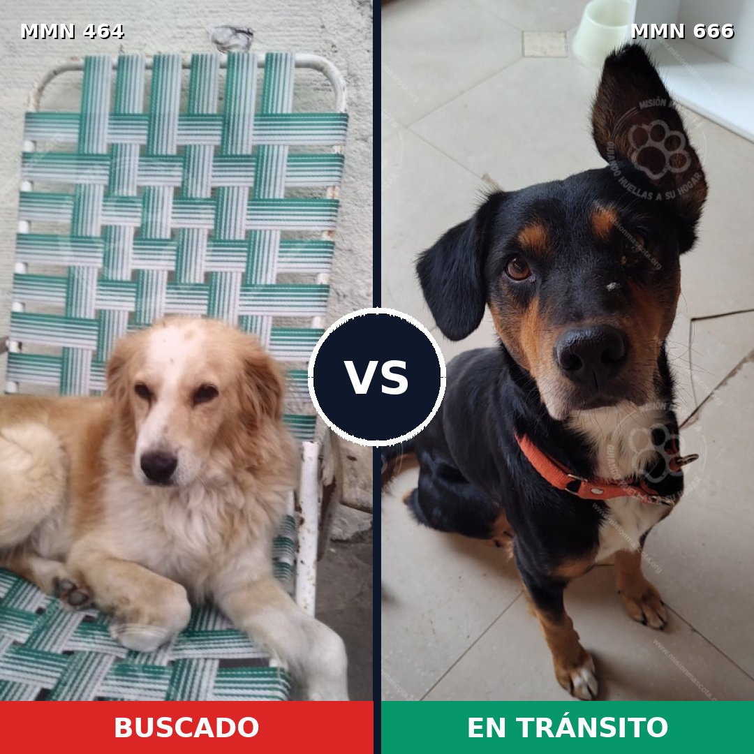 Comparativa MMS 8256: mascota perdida y mascota encontrada, 84% de similitud