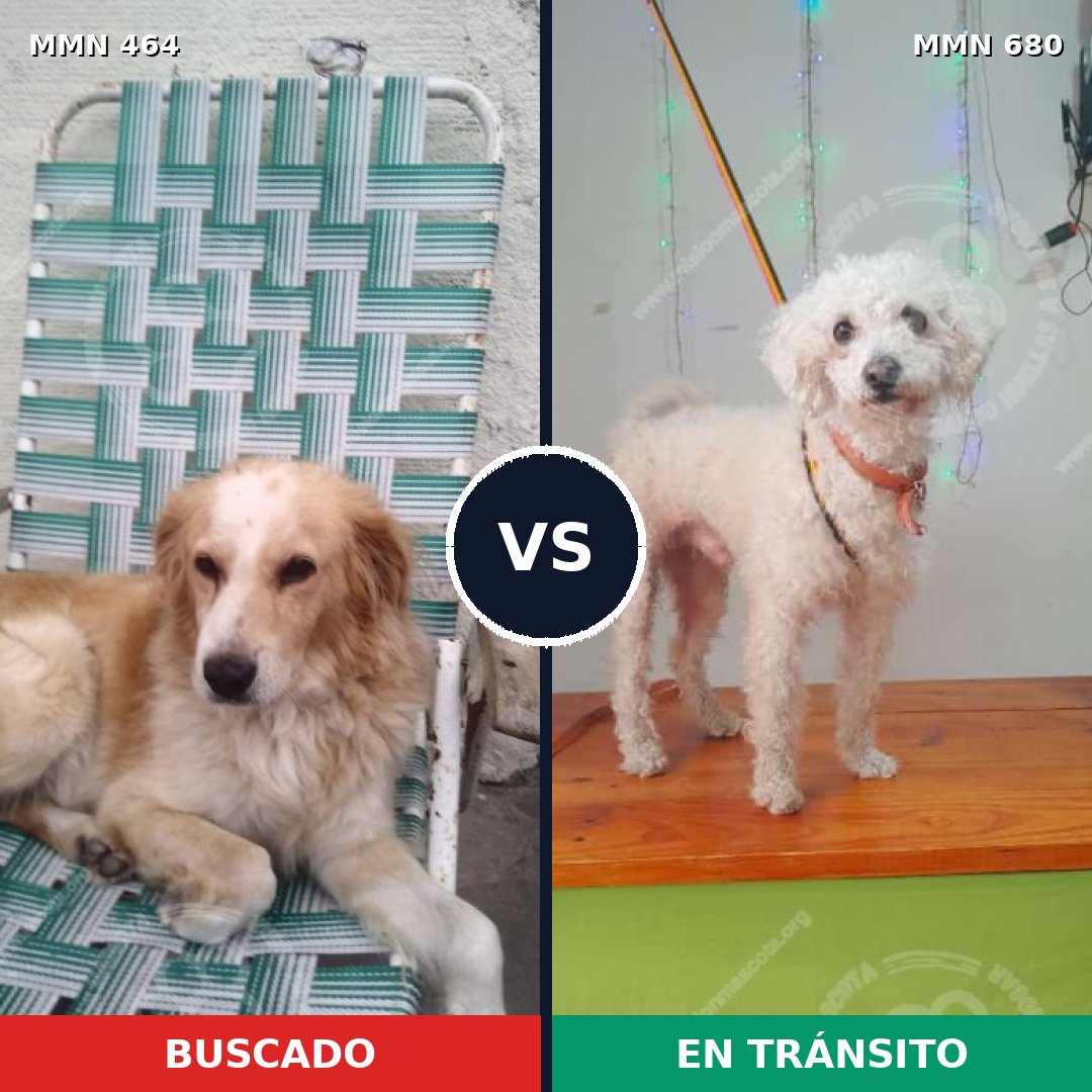 Comparativa MMS 8258: mascota perdida y mascota encontrada, 22% de similitud