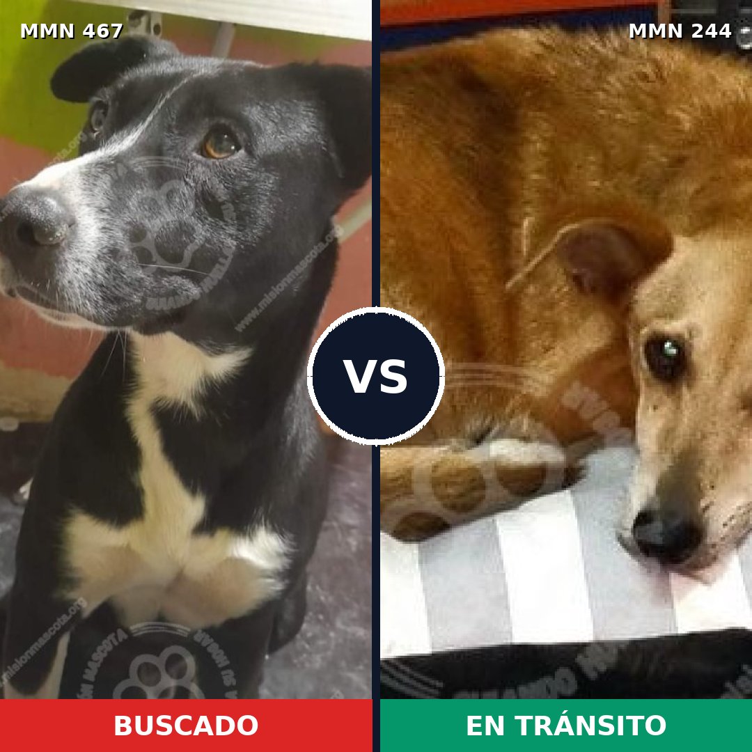 Comparativa MMS 8260: mascota perdida y mascota encontrada, 51% de similitud
