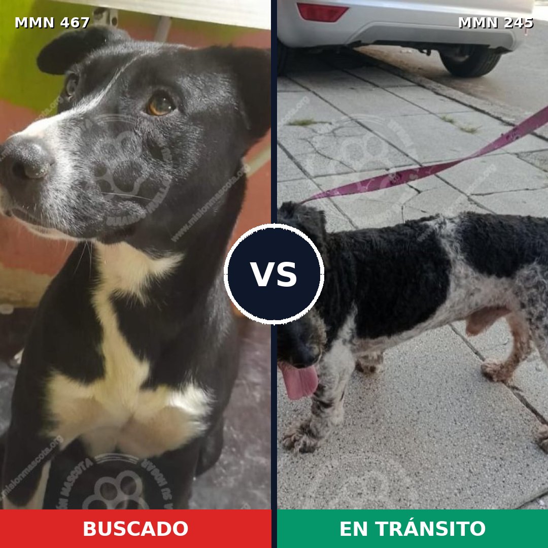 Comparativa MMS 8261: mascota perdida y mascota encontrada, 82% de similitud