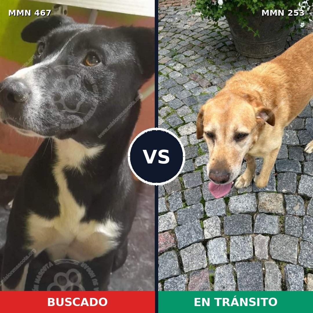 Comparativa MMS 8262: mascota perdida y mascota encontrada, 12% de similitud