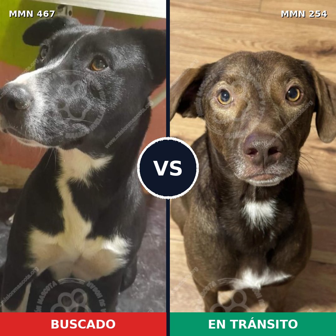 Comparativa MMS 8263: mascota perdida y mascota encontrada, 63% de similitud