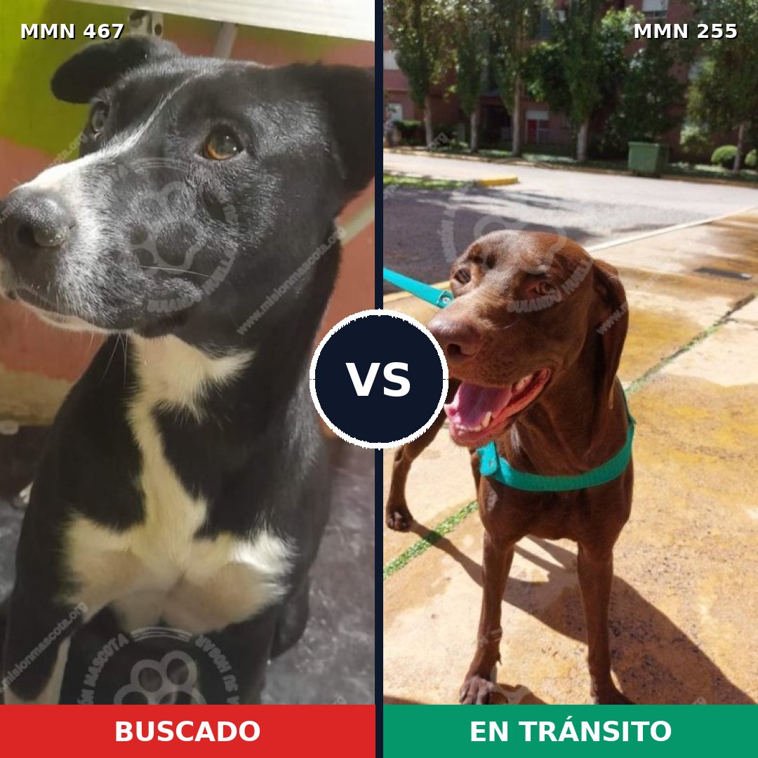 Comparativa MMS 8264: mascota perdida y mascota encontrada, 8% de similitud