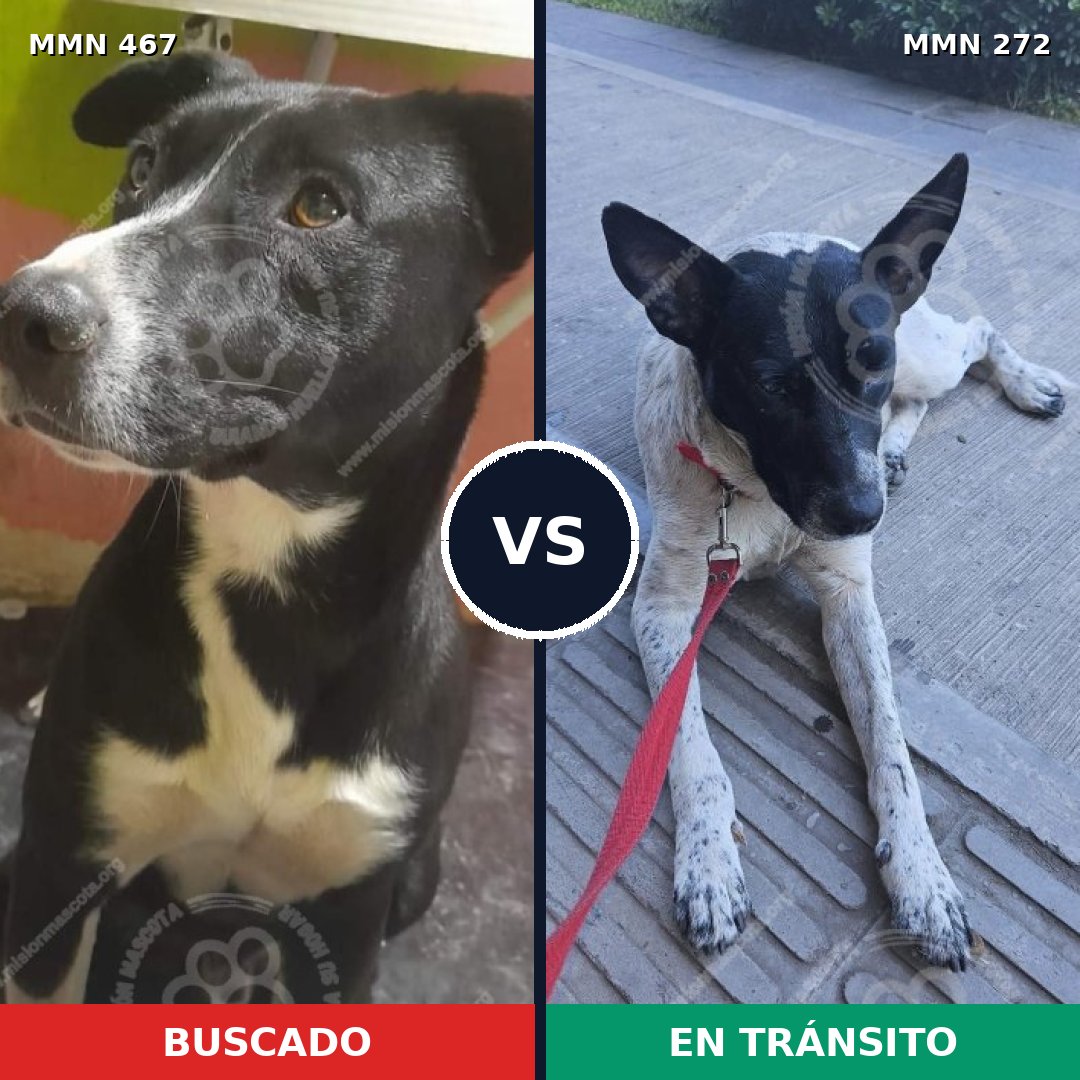 Comparativa MMS 8265: mascota perdida y mascota encontrada, 45% de similitud