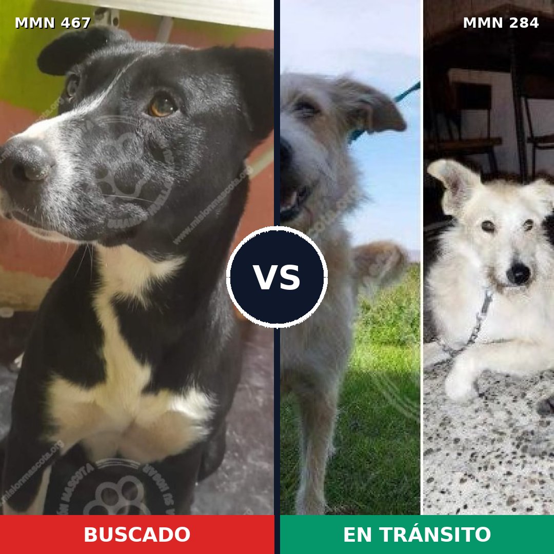 Comparativa MMS 8266: mascota perdida y mascota encontrada, 53% de similitud