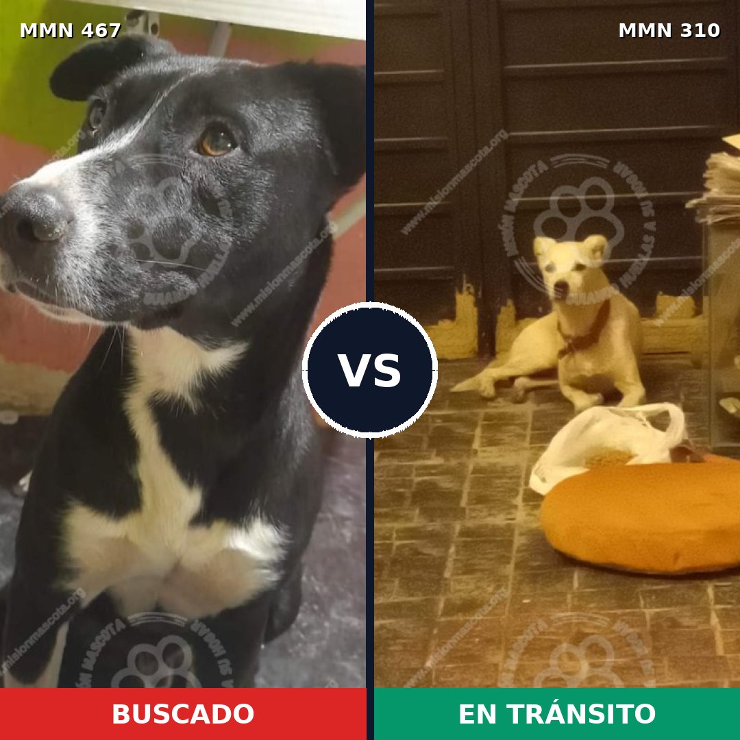 Comparativa MMS 8268: mascota perdida y mascota encontrada, 81% de similitud