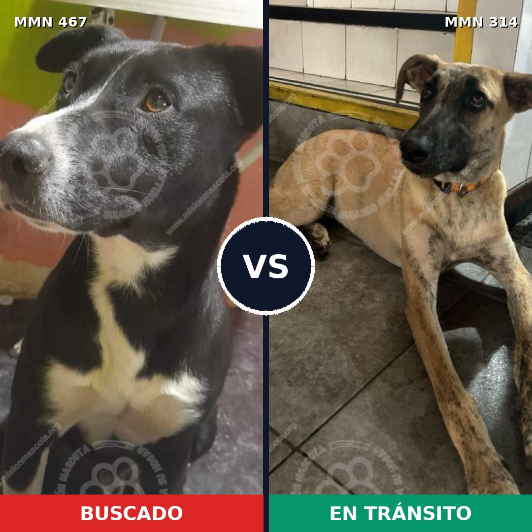 Comparativa MMS 8269: mascota perdida y mascota encontrada, 21% de similitud