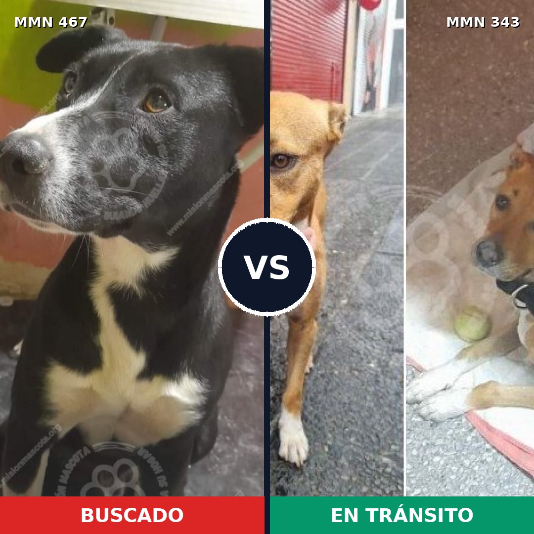 Comparativa MMS 8270: mascota perdida y mascota encontrada, 78% de similitud