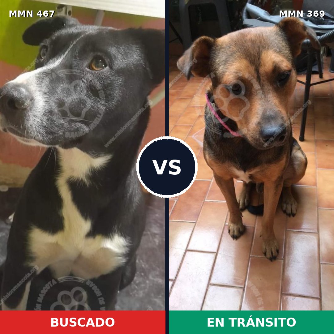 Comparativa MMS 8271: mascota perdida y mascota encontrada, 71% de similitud