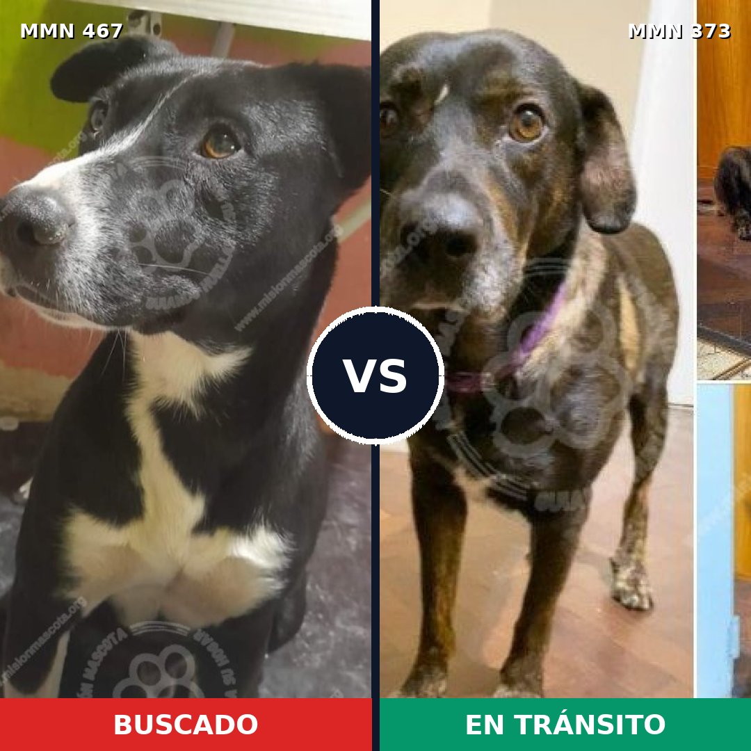 Comparativa MMS 8272: mascota perdida y mascota encontrada, 61% de similitud