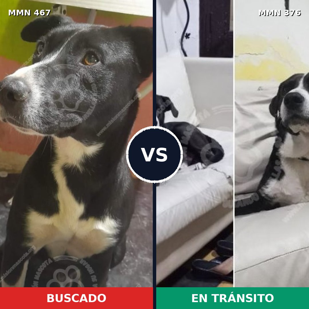 Comparativa MMS 8273: mascota perdida y mascota encontrada, 95% de similitud
