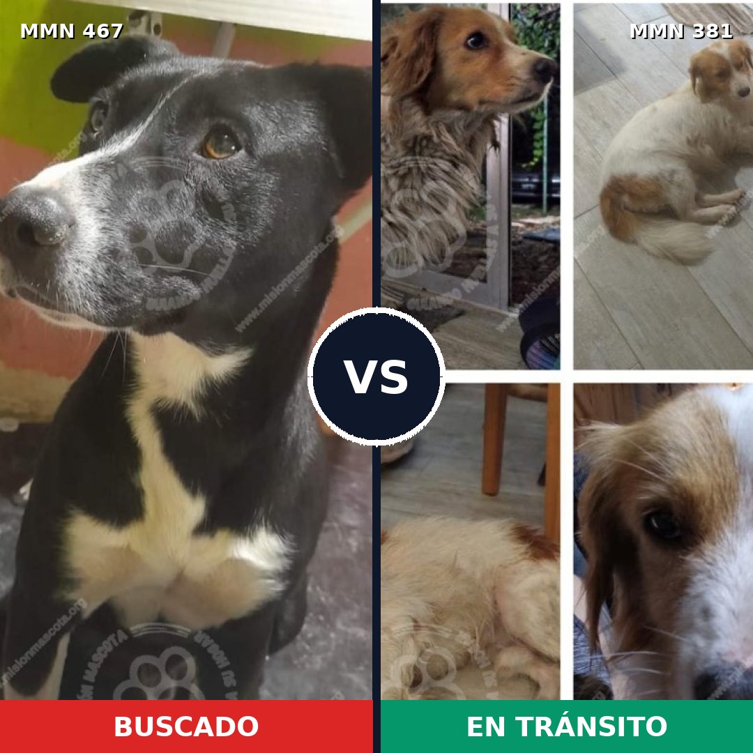 Comparativa MMS 8275: mascota perdida y mascota encontrada, 74% de similitud