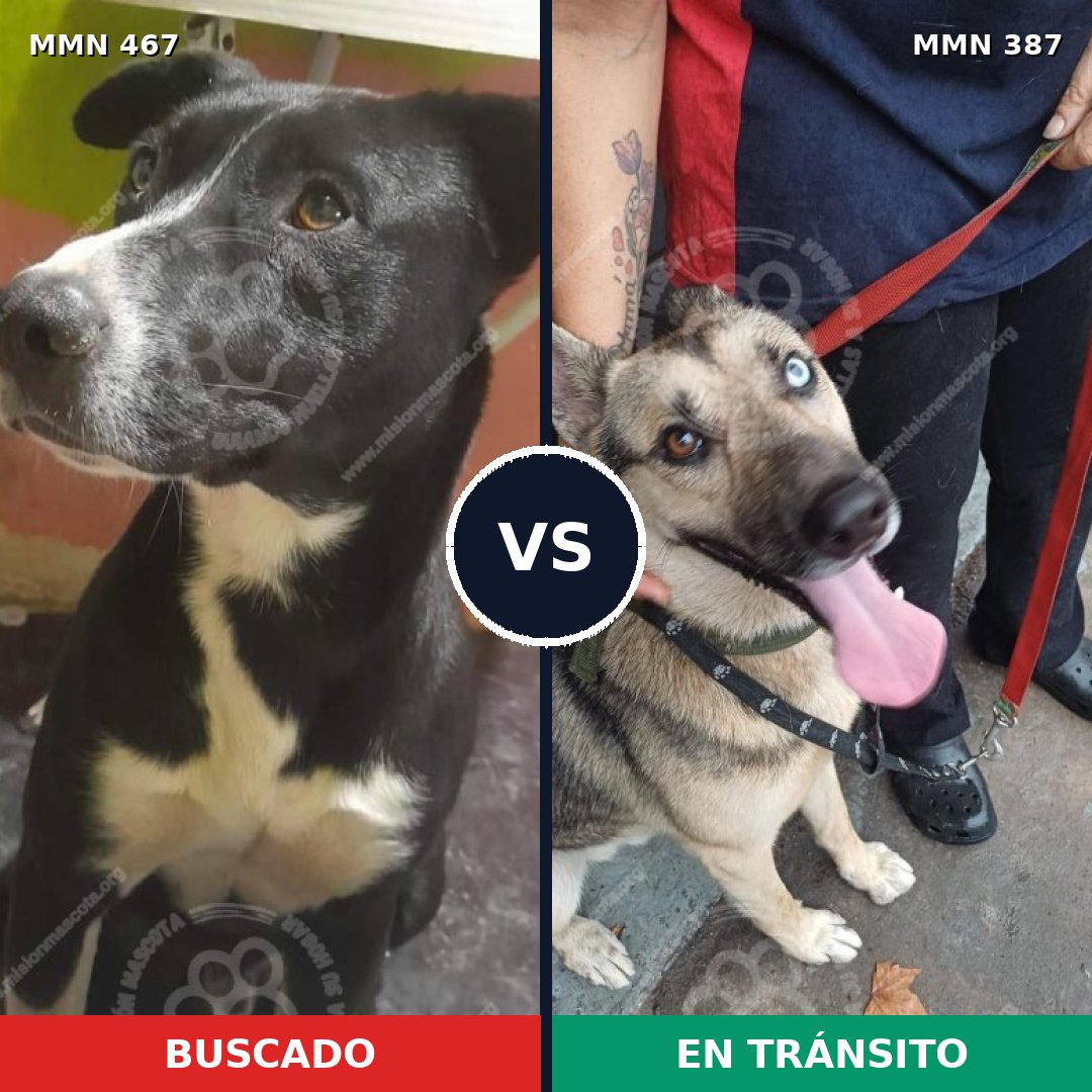 Comparativa MMS 8276: mascota perdida y mascota encontrada, 54% de similitud