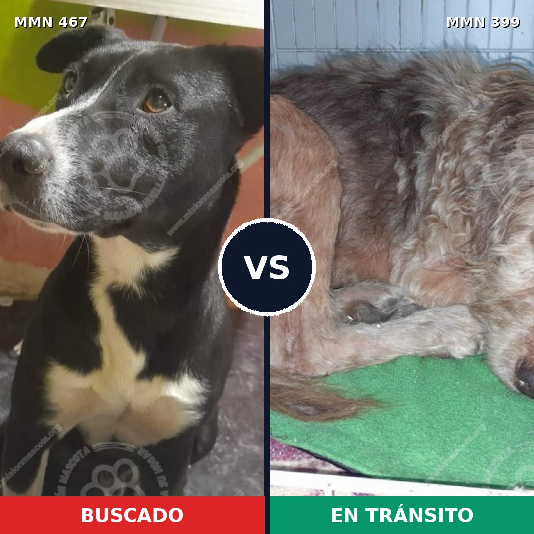 Comparativa MMS 8277: mascota perdida y mascota encontrada, 69% de similitud