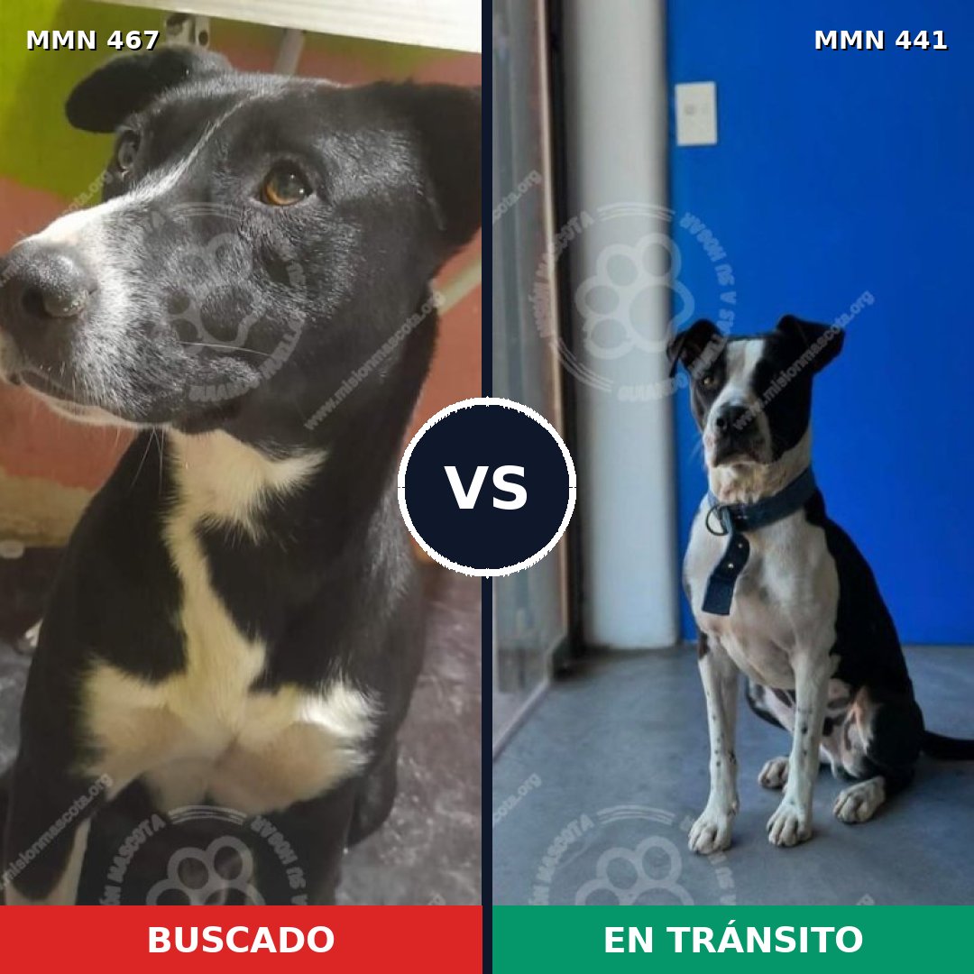 Comparativa MMS 8281: mascota perdida y mascota encontrada, 59% de similitud