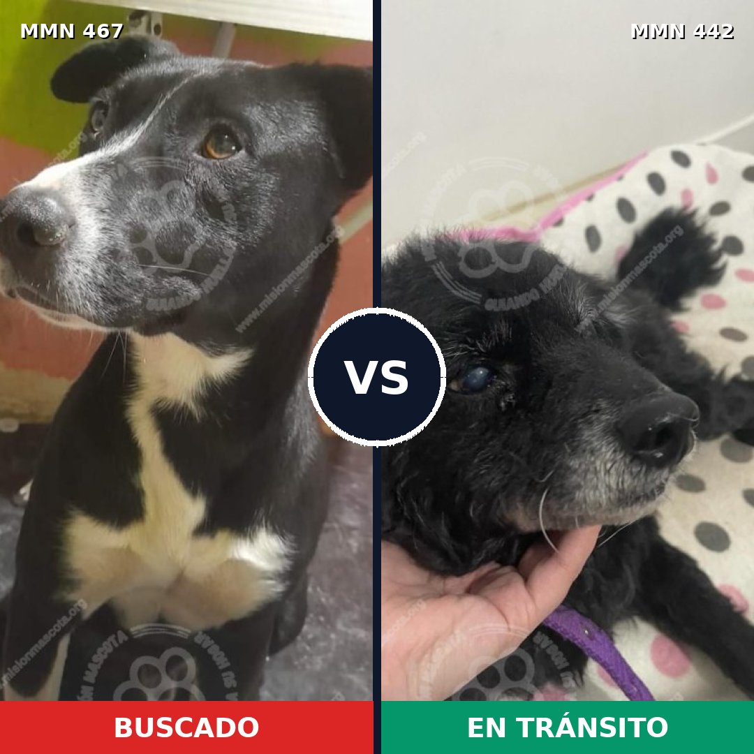 Comparativa MMS 8282: mascota perdida y mascota encontrada, 75% de similitud