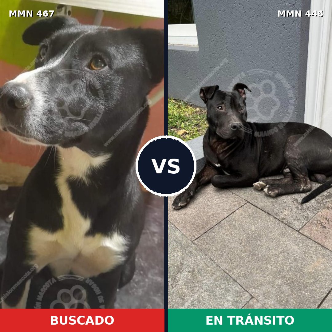 Comparativa MMS 8283: mascota perdida y mascota encontrada, 100% de similitud