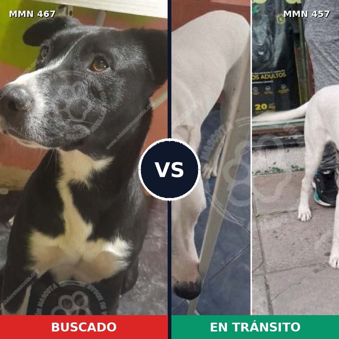 Comparativa MMS 8284: mascota perdida y mascota encontrada, 68% de similitud