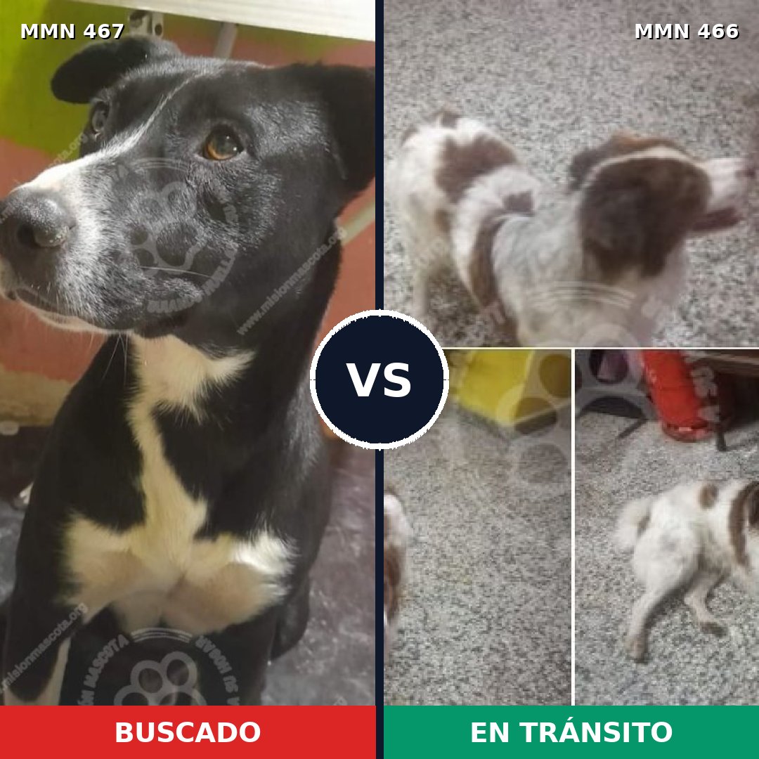 Comparativa MMS 8286: mascota perdida y mascota encontrada, 75% de similitud