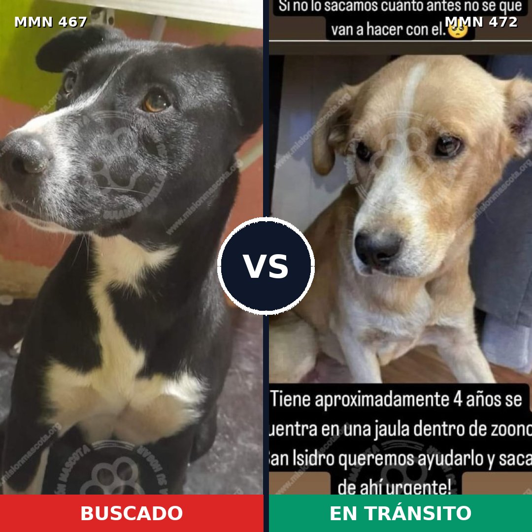Comparativa MMS 8287: mascota perdida y mascota encontrada, 78% de similitud