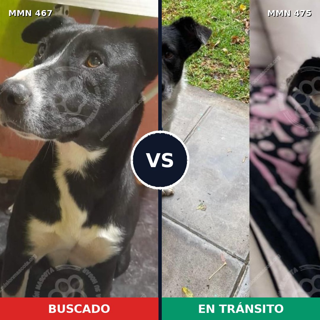 Comparativa MMS 8288: mascota perdida y mascota encontrada, 100% de similitud