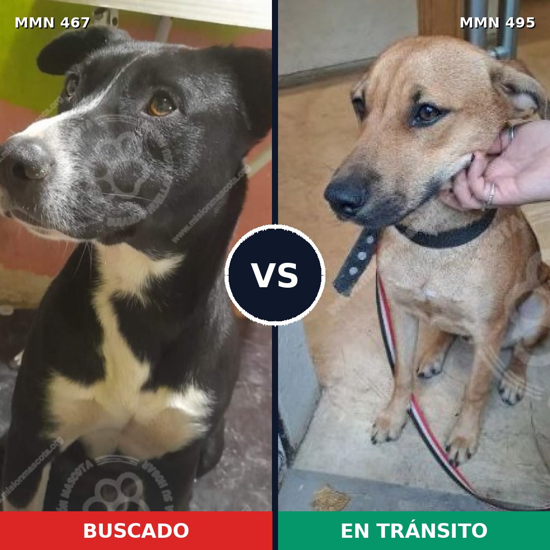 Comparativa MMS 8290: mascota perdida y mascota encontrada, 51% de similitud